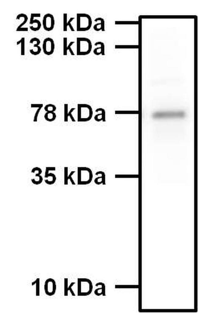 Phospho-Synapsin 1 (Ser62, Ser67) Antibody in Western Blot (WB)