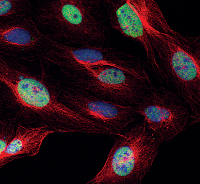 Phospho-c-Jun (Ser73) Antibody in Immunocytochemistry (ICC/IF)