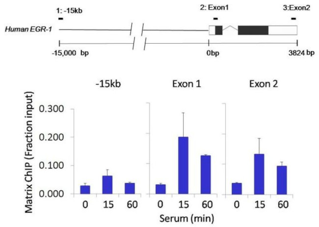 Phospho-EIF2S1 (Ser51) Antibody in ChIP Assay (ChIP)