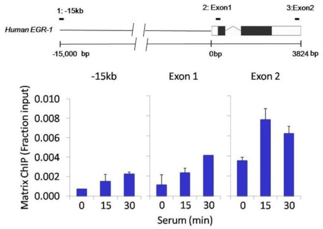 Phospho-p38 MAPK (Thr180, Tyr182) Antibody in ChIP Assay (ChIP)