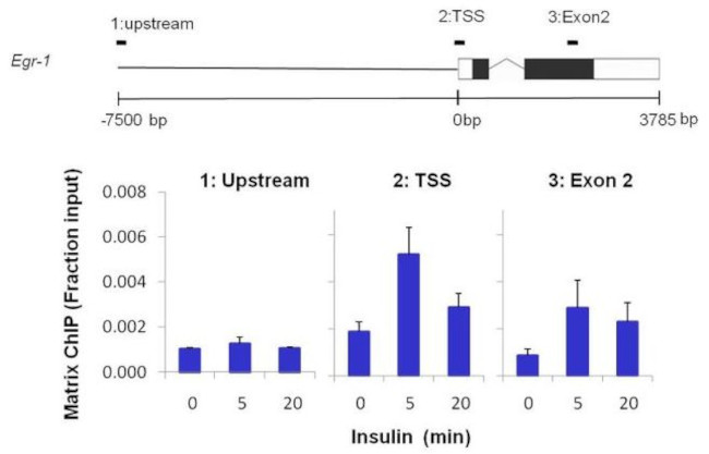 Phospho-ERK1/ERK2 (Thr202, Tyr204) Antibody in ChIP Assay (ChIP)