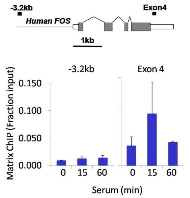 Phospho-p53 (Ser15) Antibody in ChIP Assay (ChIP)