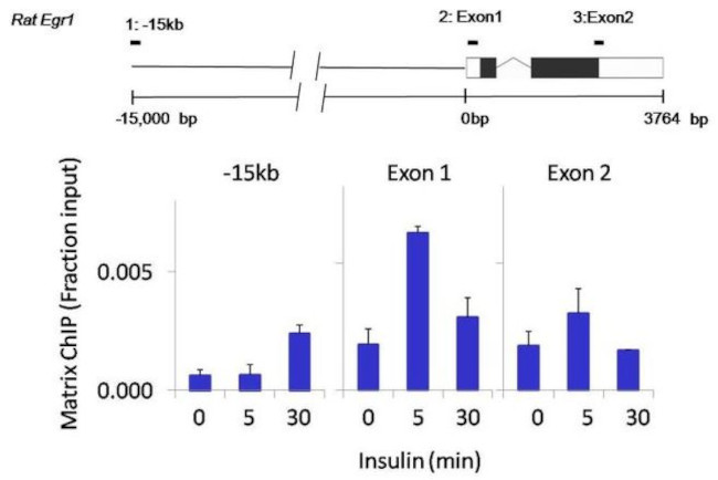 Phospho-p70 S6 Kinase (Thr389) Antibody in ChIP Assay (ChIP)