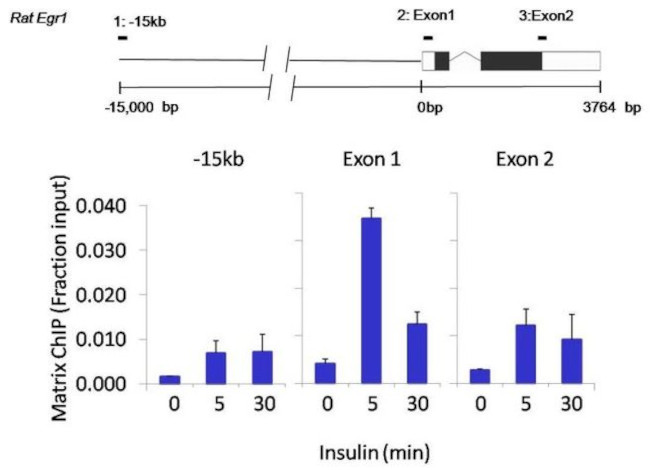 Phospho-p70 S6 Kinase (Thr421, Ser424) Antibody in ChIP Assay (ChIP)