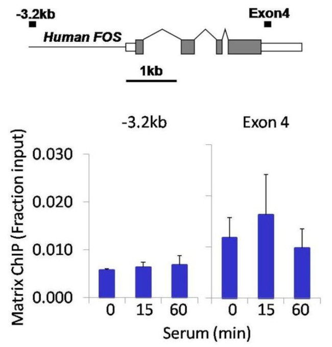 Phospho-p70 S6 Kinase (Thr421, Ser424) Antibody in ChIP Assay (ChIP)