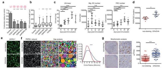 Podoplanin Antibody in Immunocytochemistry (ICC/IF)