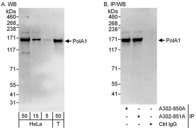 PolA1 Antibody in Western Blot (WB)