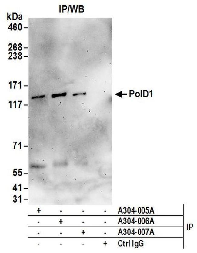 PolD1 Antibody in Western Blot (WB)