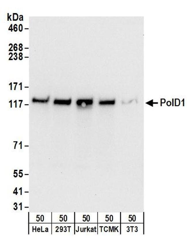 PolD1 Antibody in Western Blot (WB)