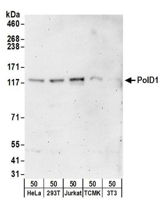 PolD1 Antibody in Western Blot (WB)