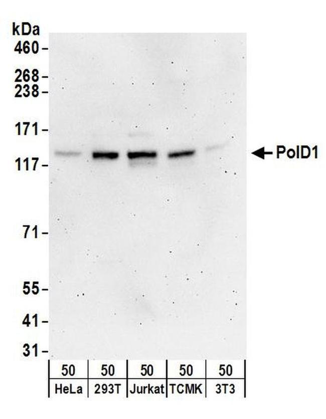 PolD1 Antibody in Western Blot (WB)