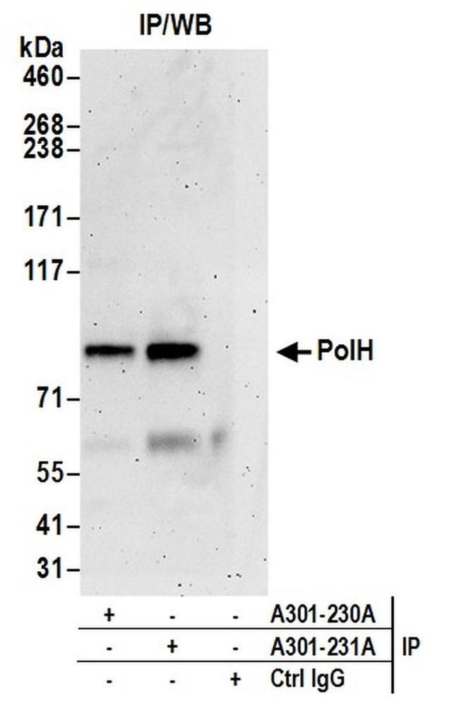 PolH Antibody in Western Blot (WB)