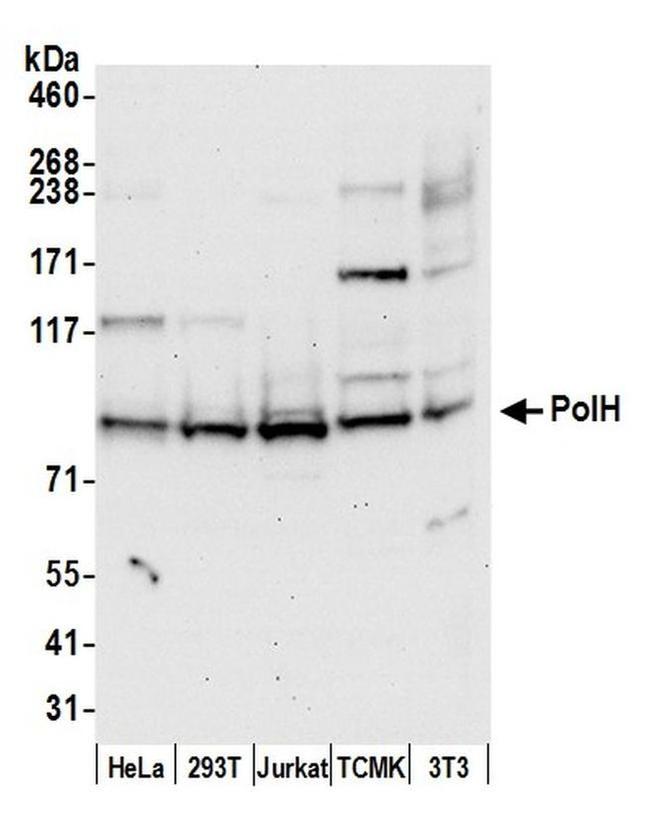 PolH Antibody in Western Blot (WB)