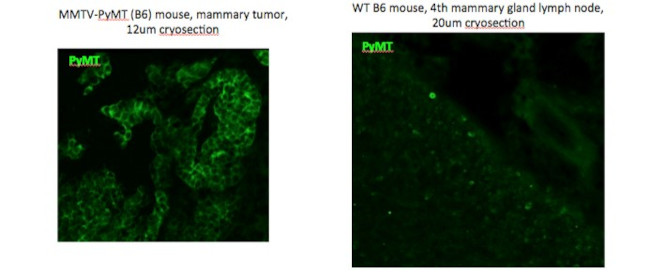 Rat IgG (H+L) Cross-Adsorbed Secondary Antibody in Immunocytochemistry (ICC/IF)