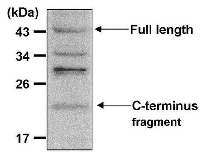 Presenilin 1 Antibody in Western Blot (WB)