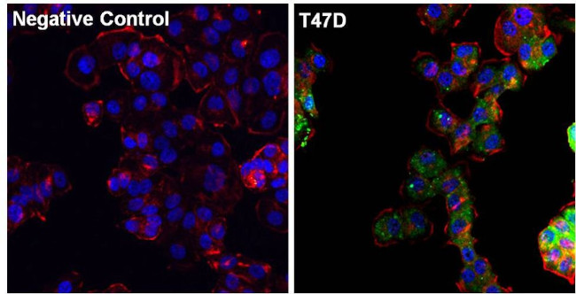 Progesterone Receptor Antibody in Immunocytochemistry (ICC/IF)