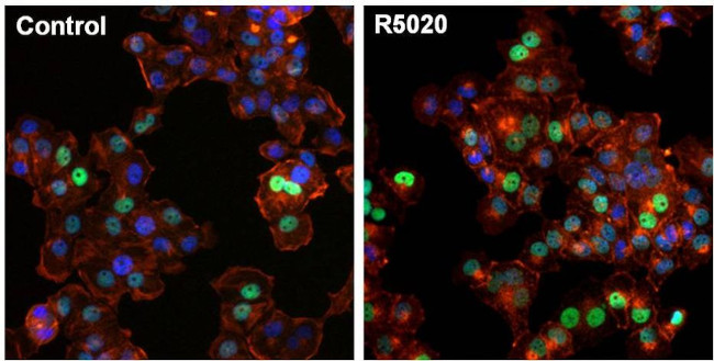 Progesterone Receptor Antibody in Immunocytochemistry (ICC/IF)