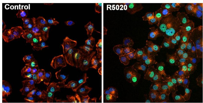 Progesterone Receptor Antibody in Immunocytochemistry (ICC/IF)