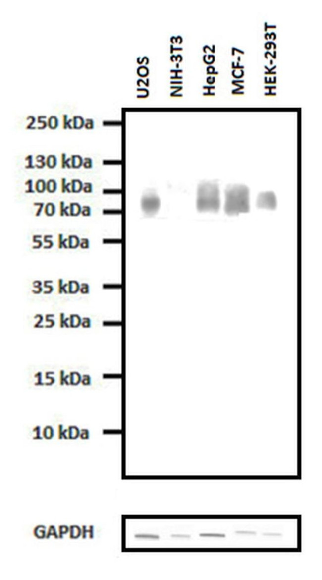 Progranulin Antibody