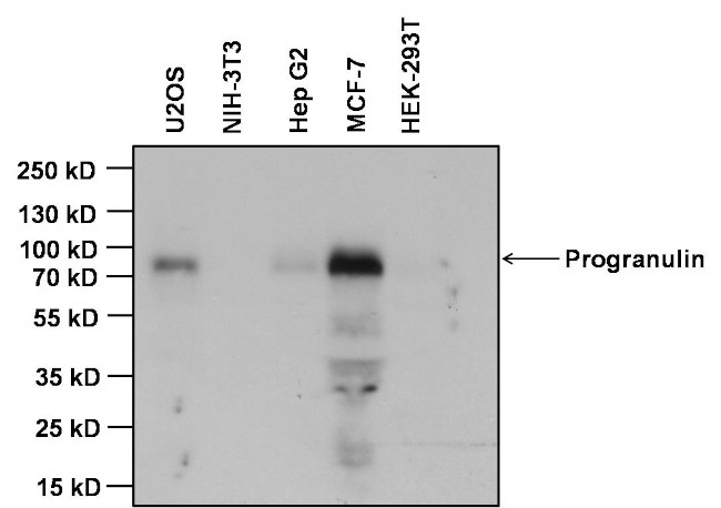 Progranulin Antibody in Western Blot (WB)