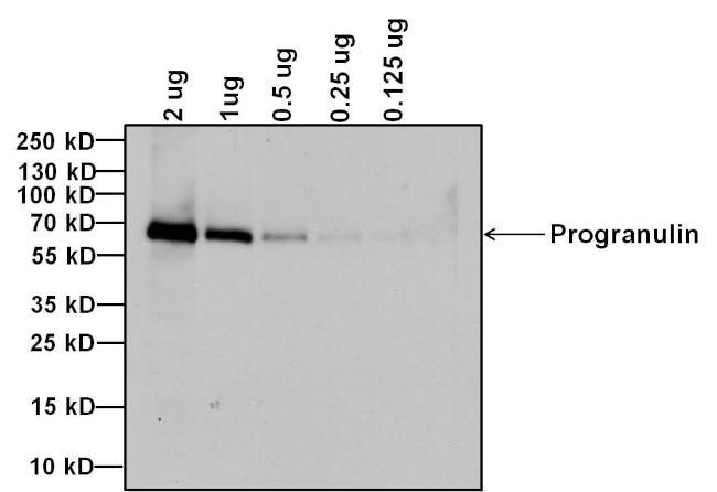 Progranulin Antibody in Western Blot (WB)