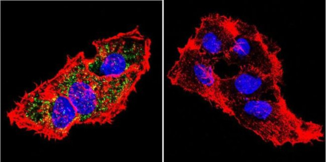 Prolactin Receptor Antibody in Immunocytochemistry (ICC/IF)