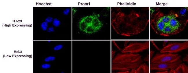 Prom1 Antibody in Immunocytochemistry (ICC/IF)