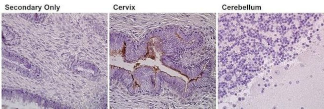 Prom1 Antibody in Immunohistochemistry (Paraffin) (IHC (P))