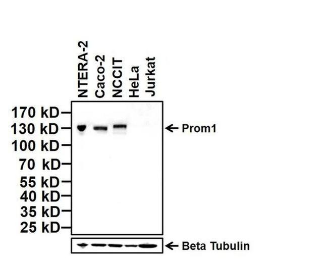 Prom1 Antibody in Western Blot (WB)