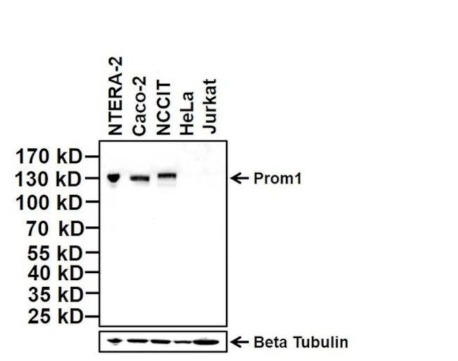 Prom1 Antibody