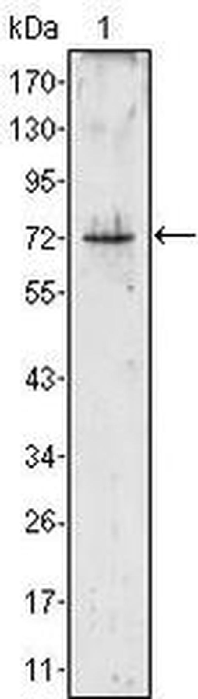 PR3 Antibody in Western Blot (WB)