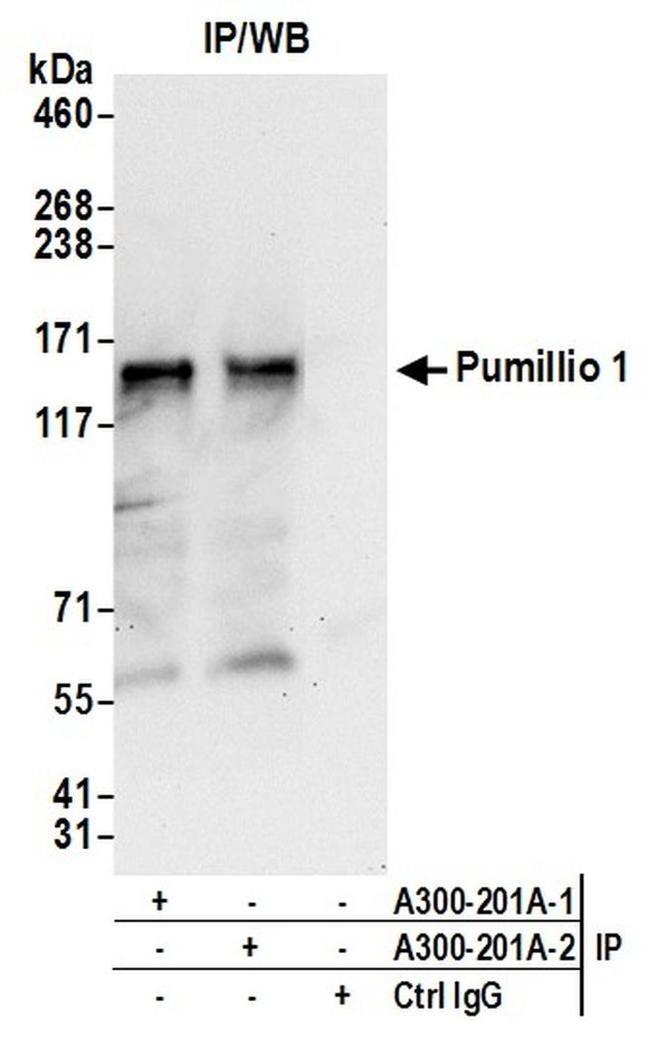 Pumilio 1 Antibody in Western Blot (WB)