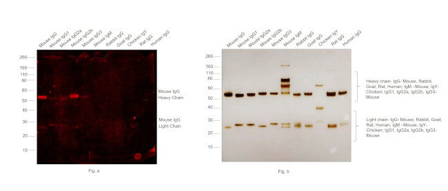 Mouse IgG (H+L) Secondary Antibody in Western Blot (WB)