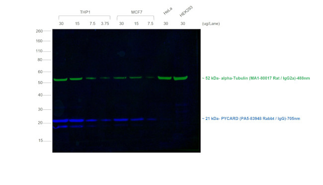 Rabbit IgG (H+L) Secondary Antibody in Western Blot (WB)