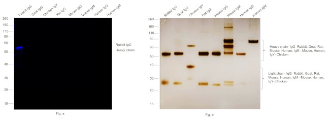 Rabbit IgG (H+L) Secondary Antibody in Western Blot (WB)