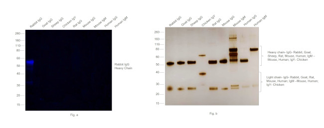 Rabbit IgG (H+L) Secondary Antibody