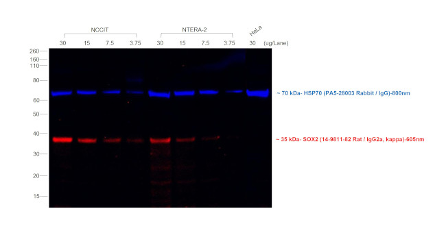 Rat IgG (H+L) Secondary Antibody in Western Blot (WB)