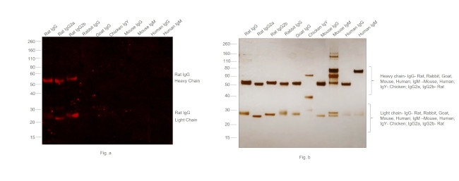 Rat IgG (H+L) Secondary Antibody in Western Blot (WB)