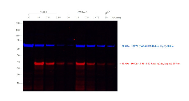 Rat IgG (H+L) Secondary Antibody in Western Blot (WB)