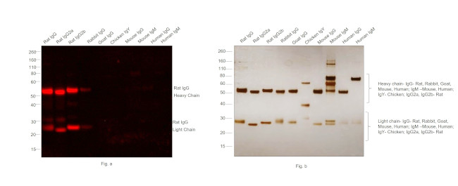 Rat IgG (H+L) Secondary Antibody in Western Blot (WB)