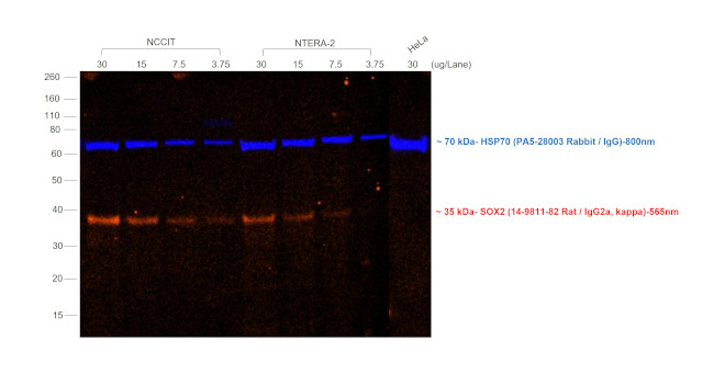 Rat IgG (H+L) Secondary Antibody in Western Blot (WB)