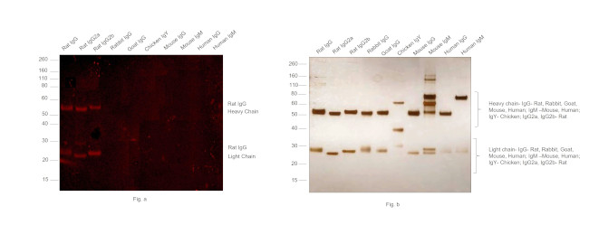 Rat IgG (H+L) Secondary Antibody in Western Blot (WB)