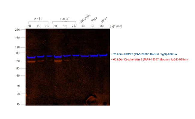 Mouse IgG (H+L) Secondary Antibody in Western Blot (WB)