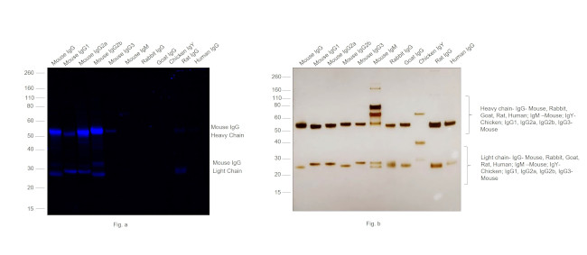 Mouse IgG (H+L) Secondary Antibody in Western Blot (WB)