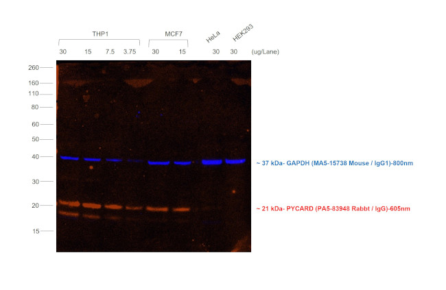 Rabbit IgG (H+L) Secondary Antibody in Western Blot (WB)