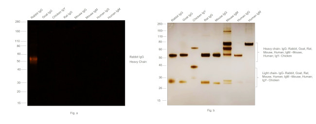 Rabbit IgG (H+L) Secondary Antibody in Western Blot (WB)