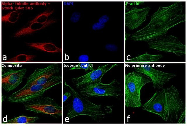 Rabbit IgG (H+L) Secondary Antibody in Immunocytochemistry (ICC/IF)