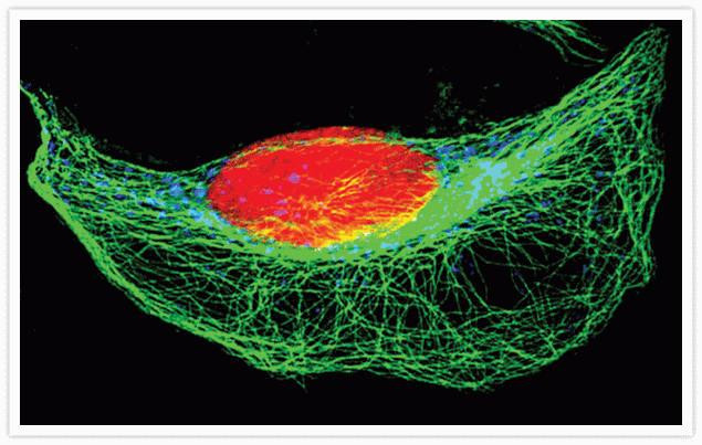 Rabbit IgG (H+L) Secondary Antibody in Immunocytochemistry (ICC/IF)