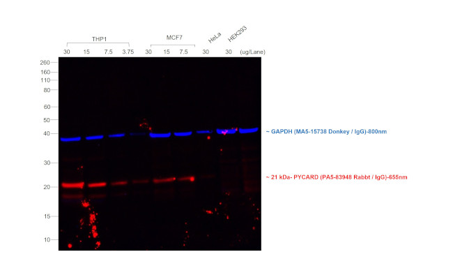 Rabbit IgG (H+L) Secondary Antibody in Western Blot (WB)