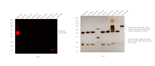 Rabbit IgG (H+L) Secondary Antibody in Western Blot (WB)